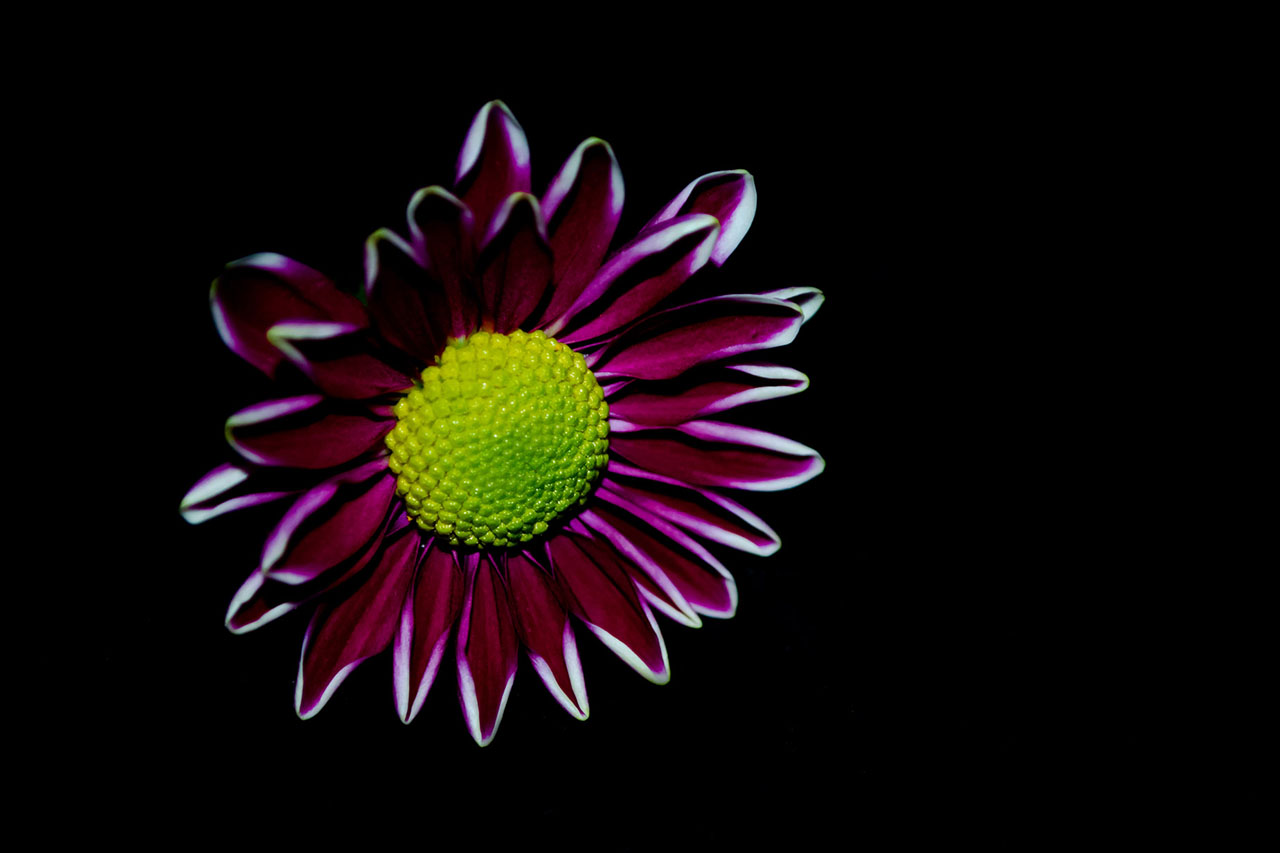 Fotografare i fiori su sfondo scuro