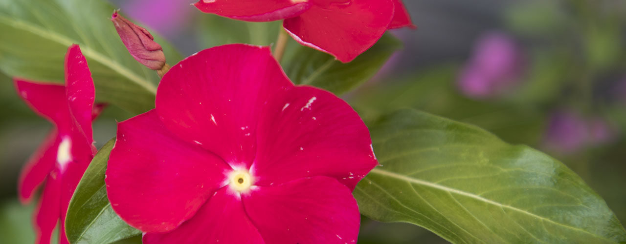 Fotografare i fiori - prima parte