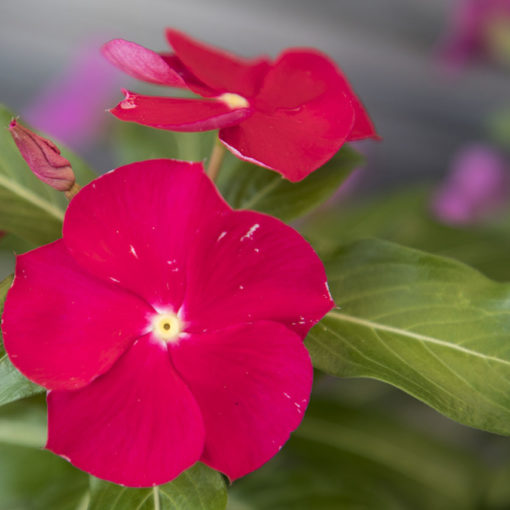 Fotografare i fiori - prima parte